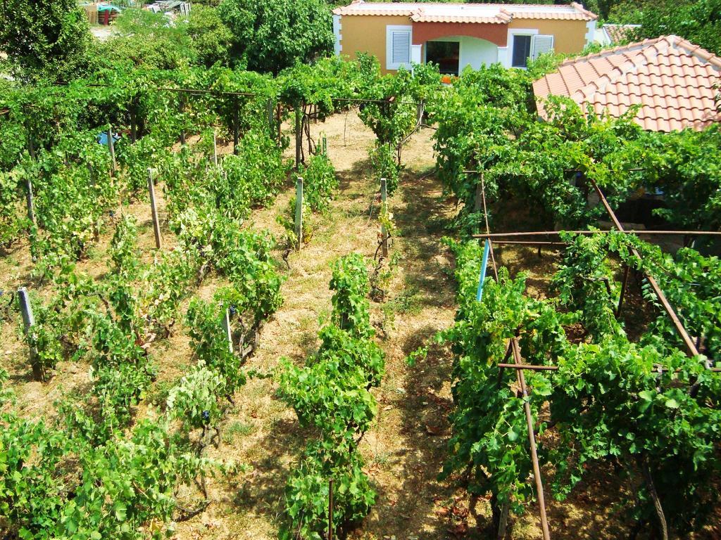 Apartments Rolovina Tivat Quarto foto
