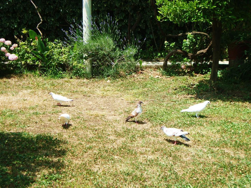 Apartments Rolovina Tivat Quarto foto